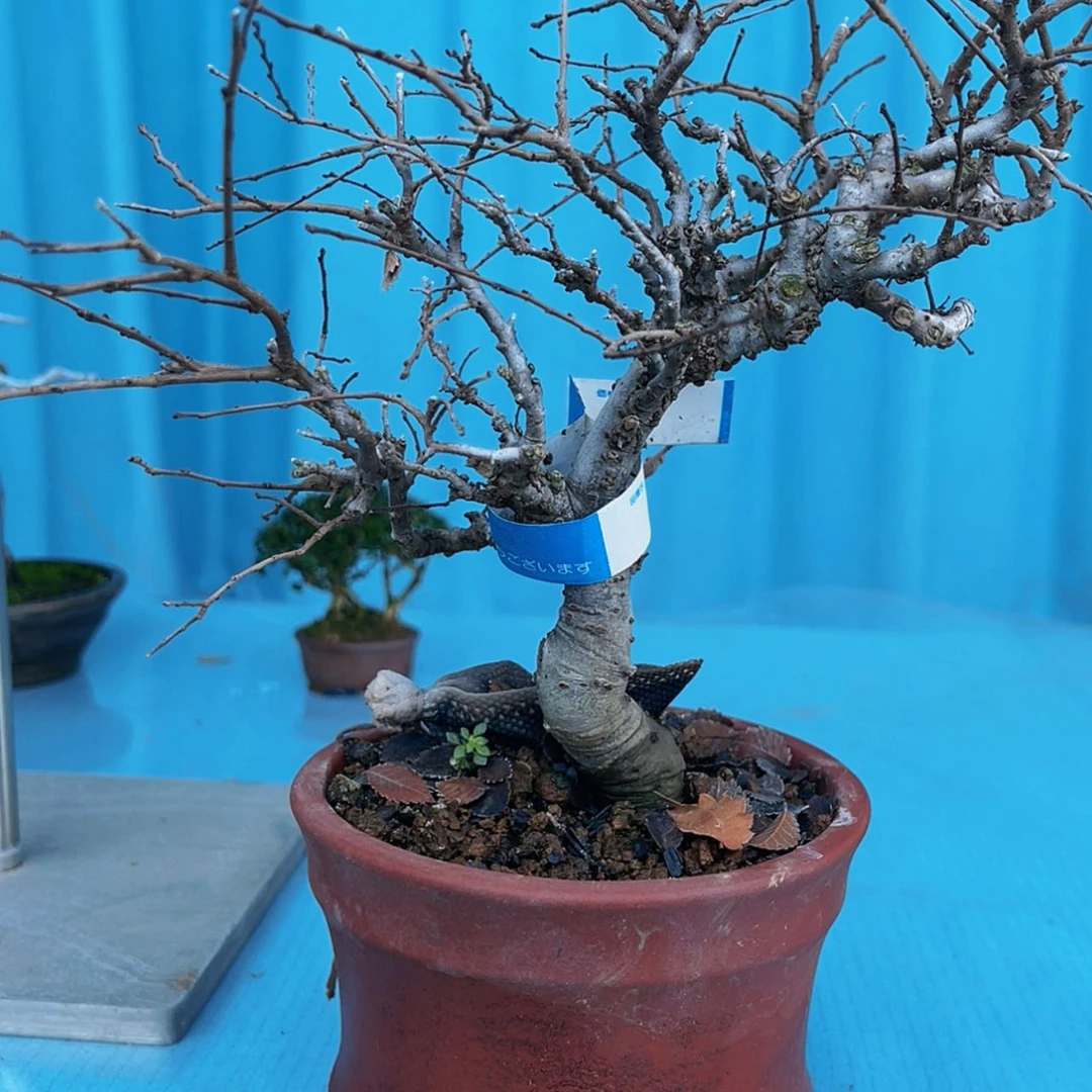 【闪购商品】花盆栽