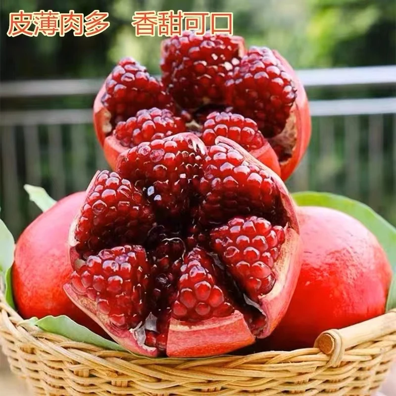 石榴树南方北方种植 盆栽地种