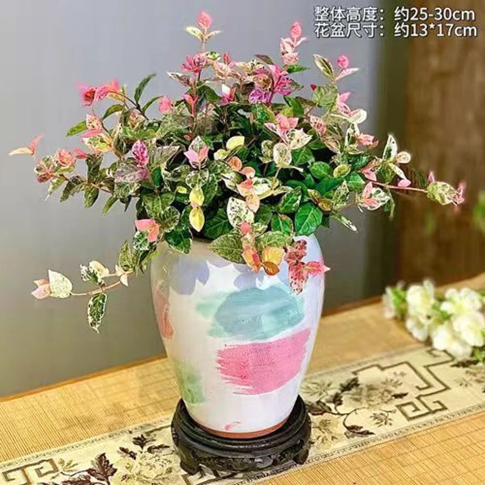 花叶络石美观观叶精致摆放渐变绿植物书房客厅办公室内茶桌面盆栽