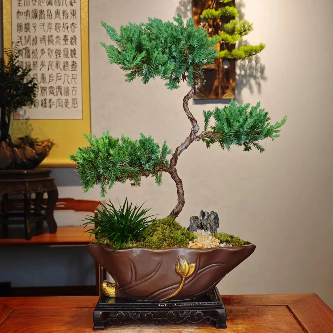 三层珍柏真柏高端桌面绿植盆景盆栽好养易活耐热抗寒四季常青