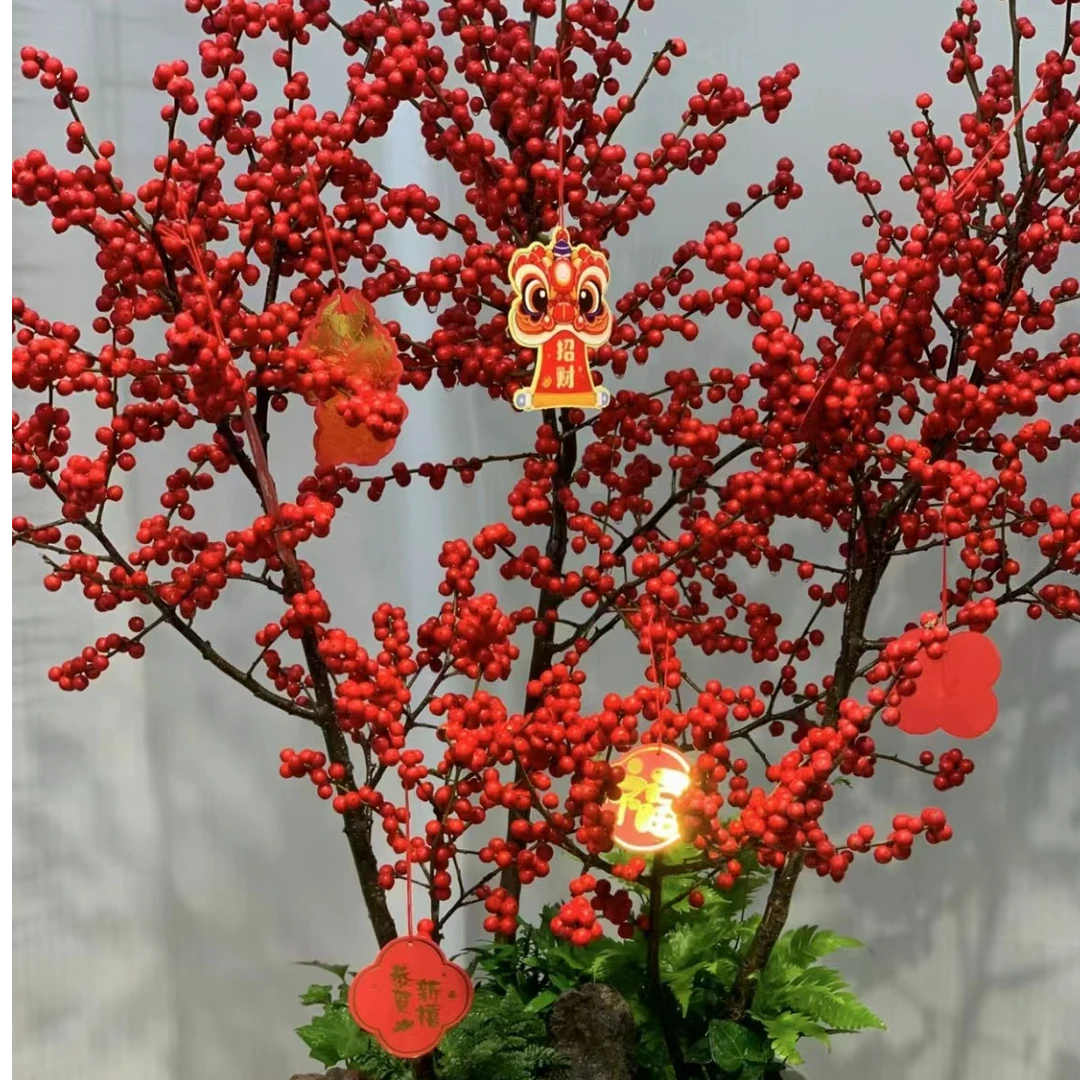 北美拍照冬青海棠盆栽年宵花带红果果老桩盆景室内客厅耐寒绿植物