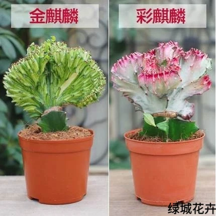 多肉盆栽彩麒麟玉麒麟金麒麟盆栽仙人掌植物阳台办公室绿植麒麟