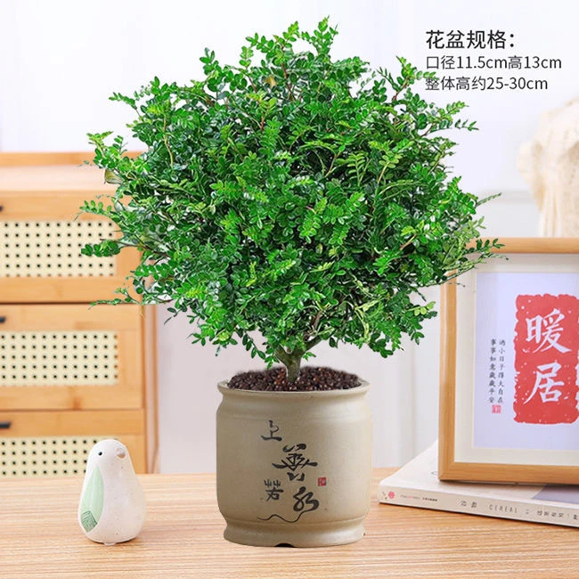 驱蚊驱虫清香木胡椒木盆栽植物绿植室内客厅四季常青美化空气提神