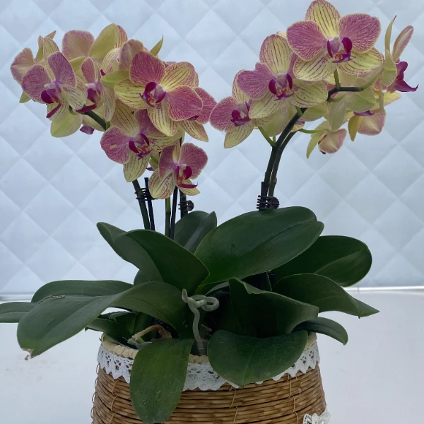 蝴蝶兰【三色鸟】室内花花不带盆佛山源头基地多样性发货