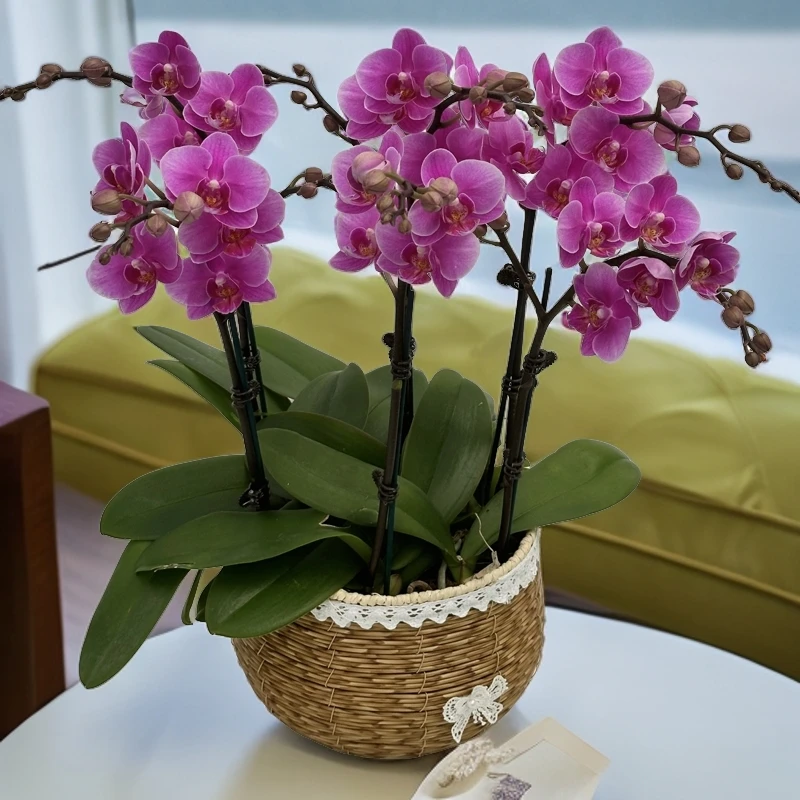 蝴蝶兰【骄阳公主】室内花花不带盆佛山源头基地多样性发货