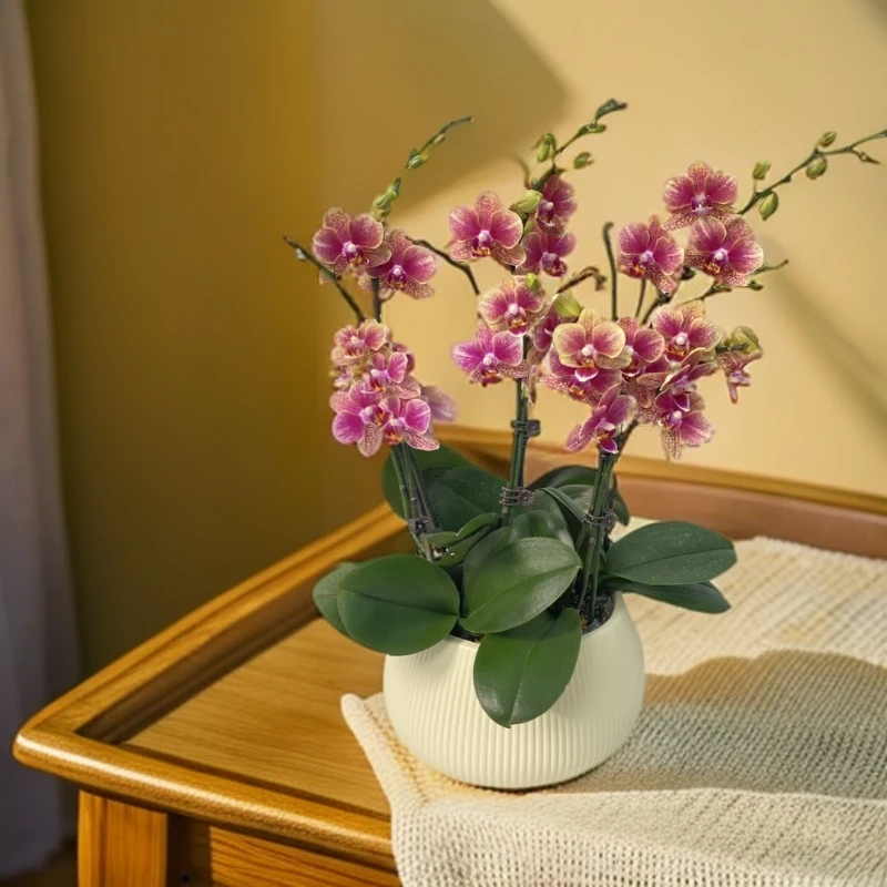 蝴蝶兰【金蝶】室内花花佛山源头基地多样性发货