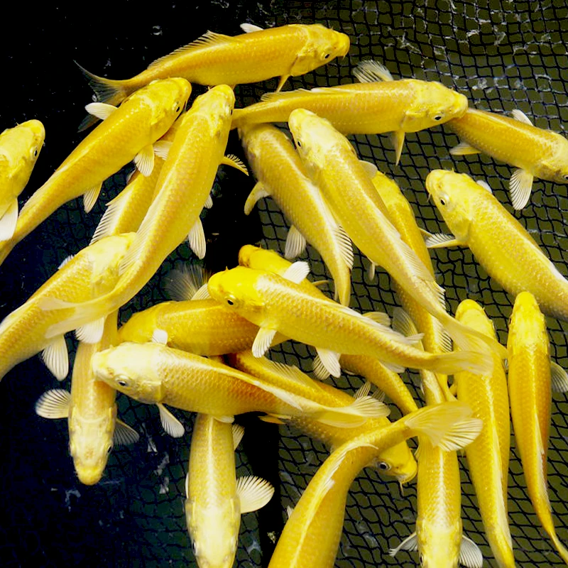 001-100号一码一拍锦鲤鱼观赏鱼金鱼草金鱼冷水鱼耐活锦鲤包邮