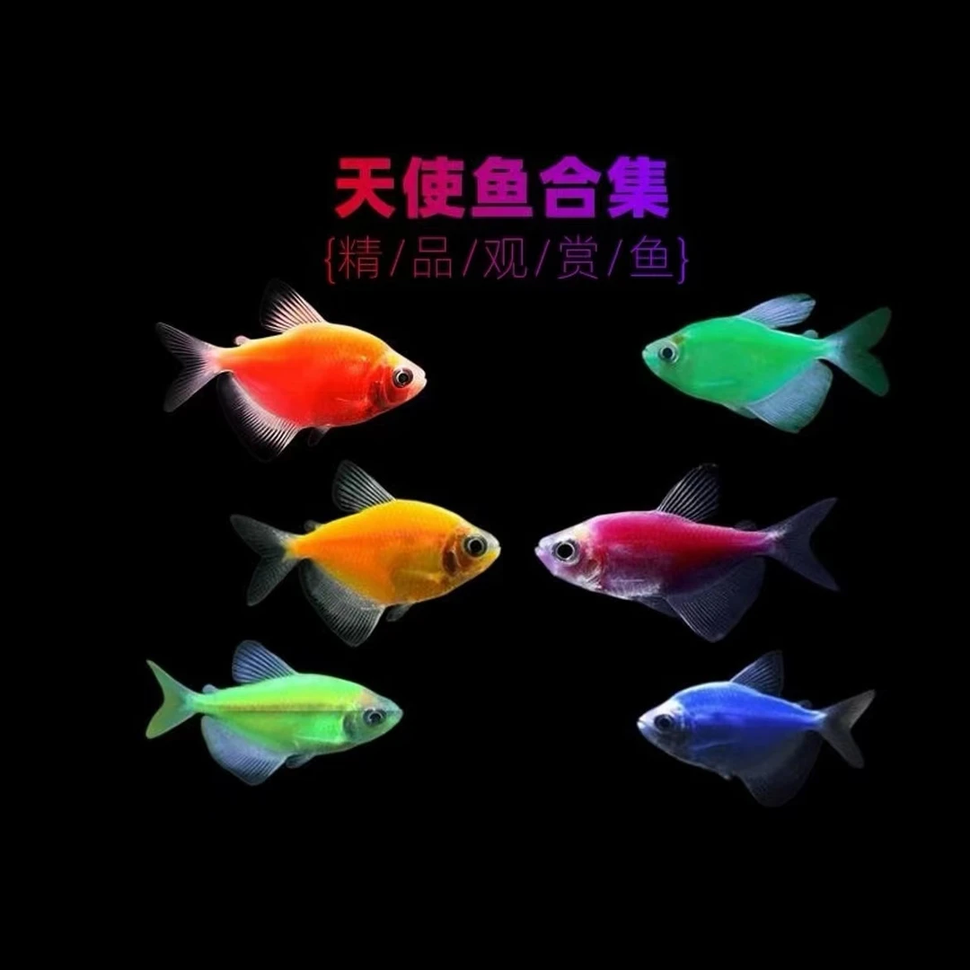 水中精灵 群游糖果天使鱼（入缸后不包损）