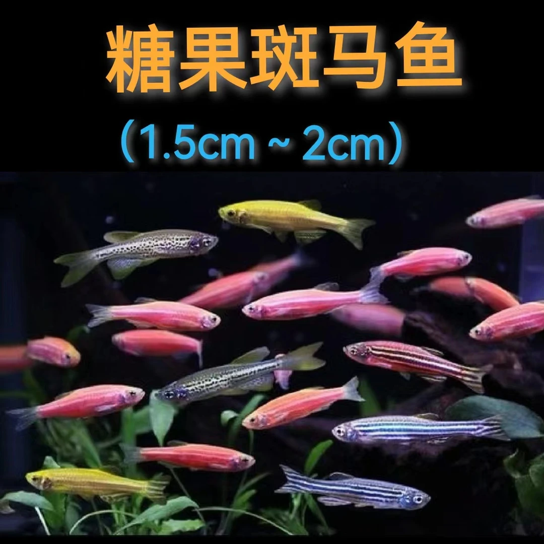群游炫彩糖果斑马鱼套餐（入缸后不包损）