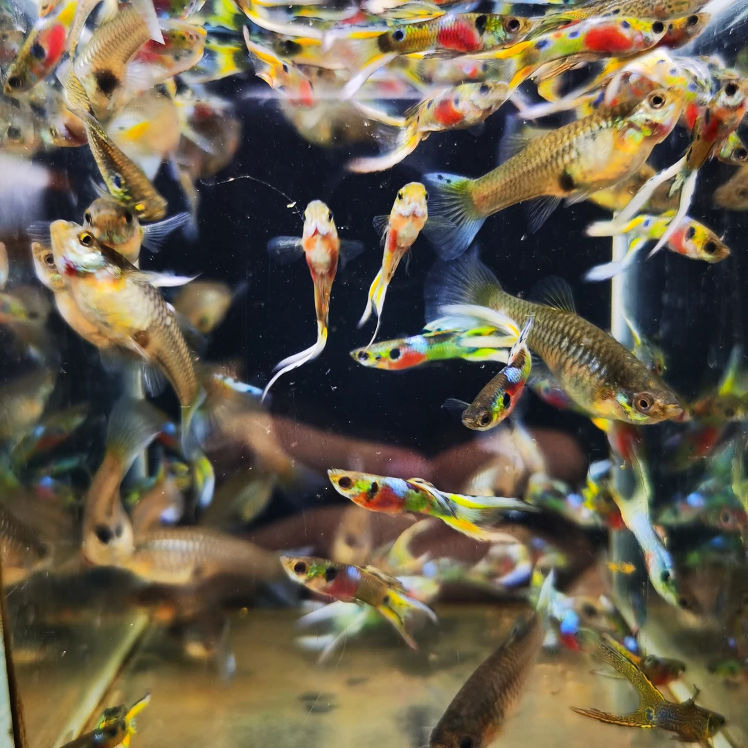 特殊尾翼孔雀鱼霓虹双箭精品种鱼套餐（入缸后不赔付）