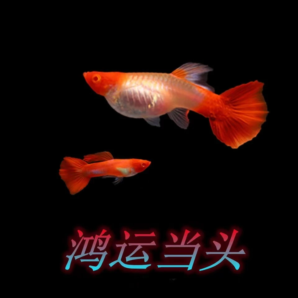 鸿运当头小号精品红色孔雀鱼（入缸后不包损红头鱼