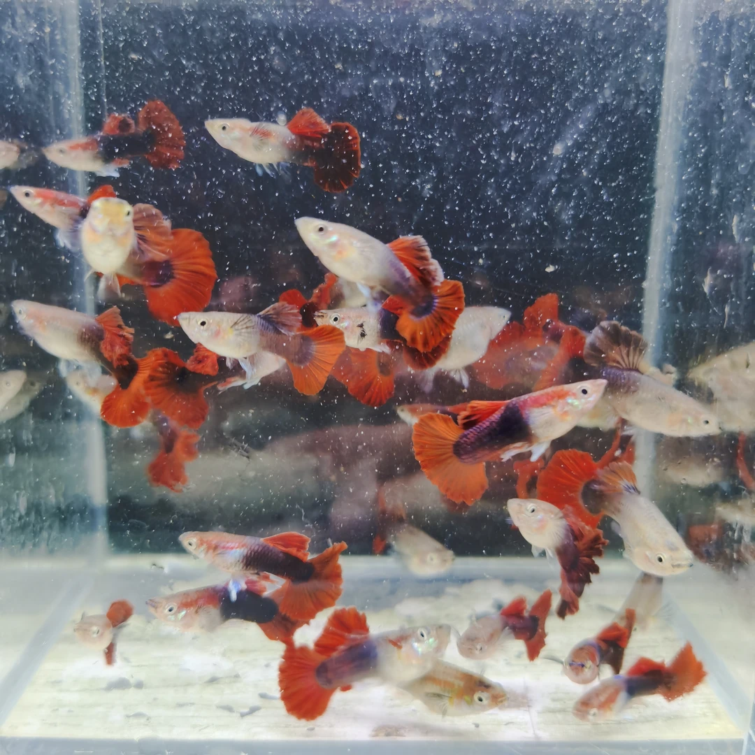 小褶扇精品孔雀观赏鱼（入缸后不包损）