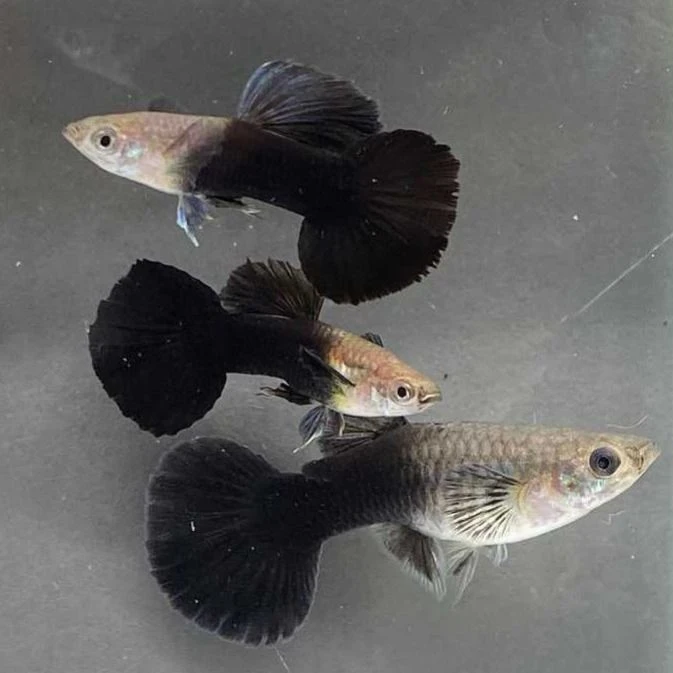 黑玫瑰种鱼 纯种带孕 精品孔雀鱼（入缸后不包损）