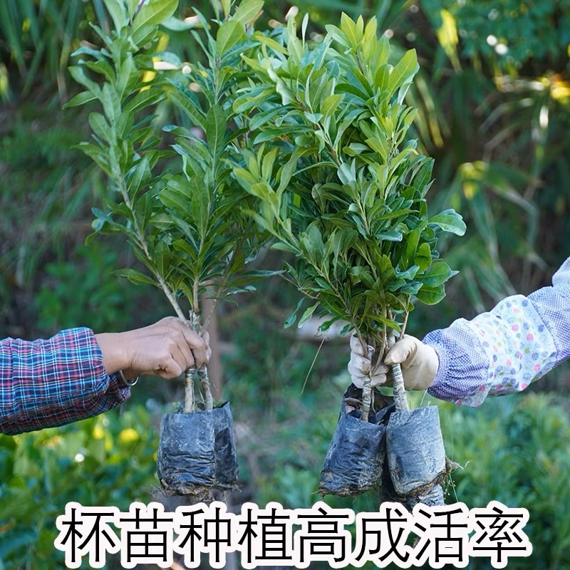 一年半杨梅苗】高度30-50cm嫁接东魁杨梅树杨梅苖南北方种植果树苖