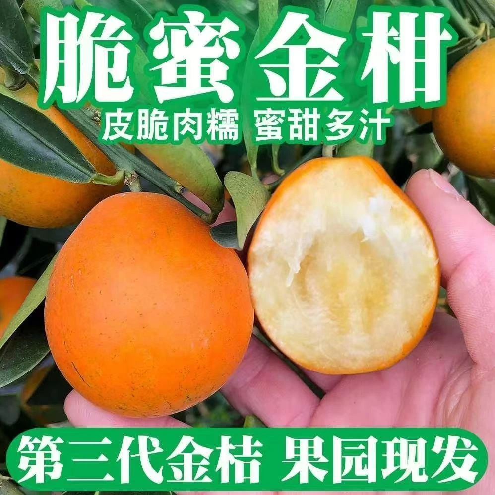 广西融安第三代脆蜜金桔现摘皮薄无籽多汁