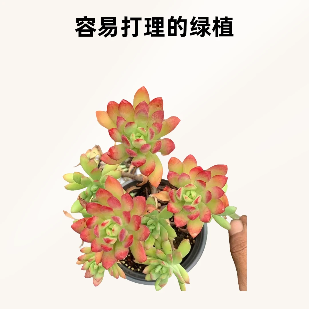 彪哥多肉玫瑰园艺红稚莲多肉植物不带盆土净化空气防辐射甲醛