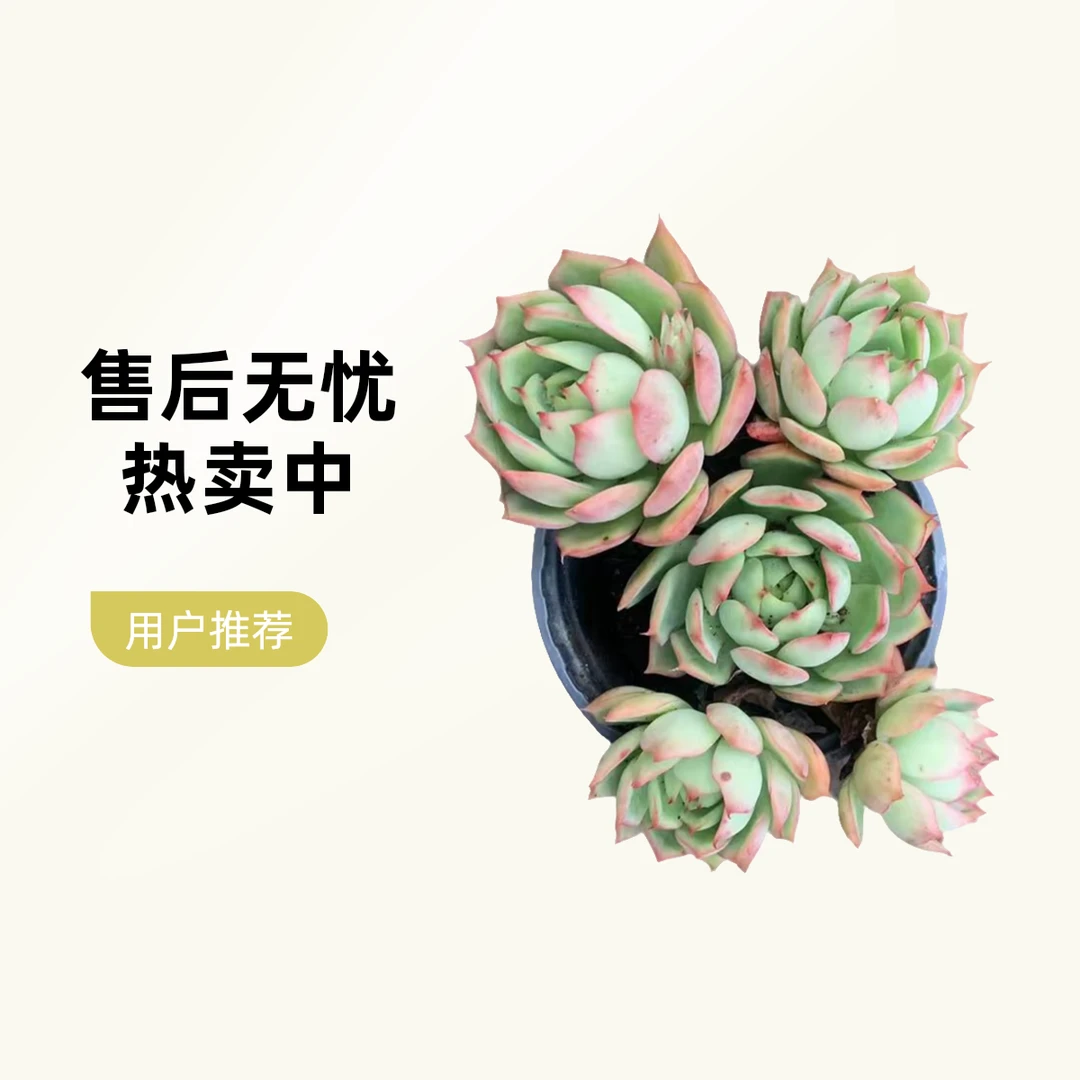 彪哥多肉园艺 宝莲灯多肉植物 不带盆土 净化空气 防辐射甲醛