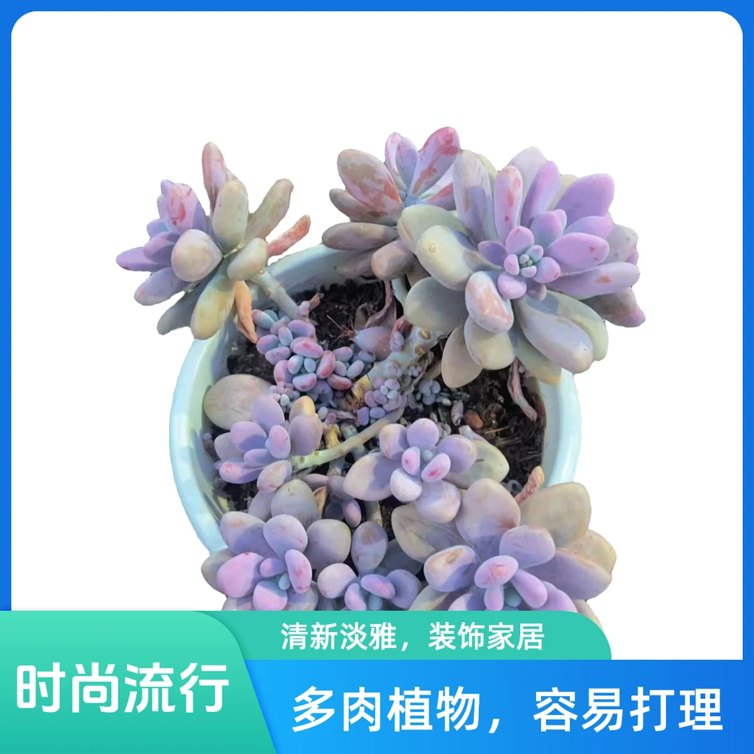 彪哥多肉园艺 桃蛋 多肉植物 满18包邮 净化空气  防辐射甲醛