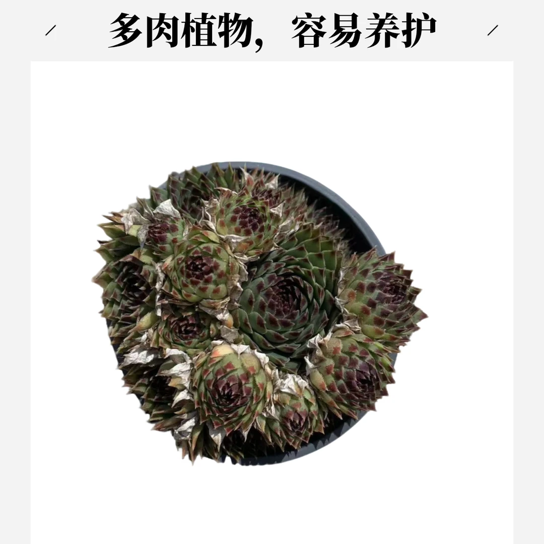 彪哥园艺长生草不死鸟植物生根批发山地网红多肉老桩芦荟玉露多肉