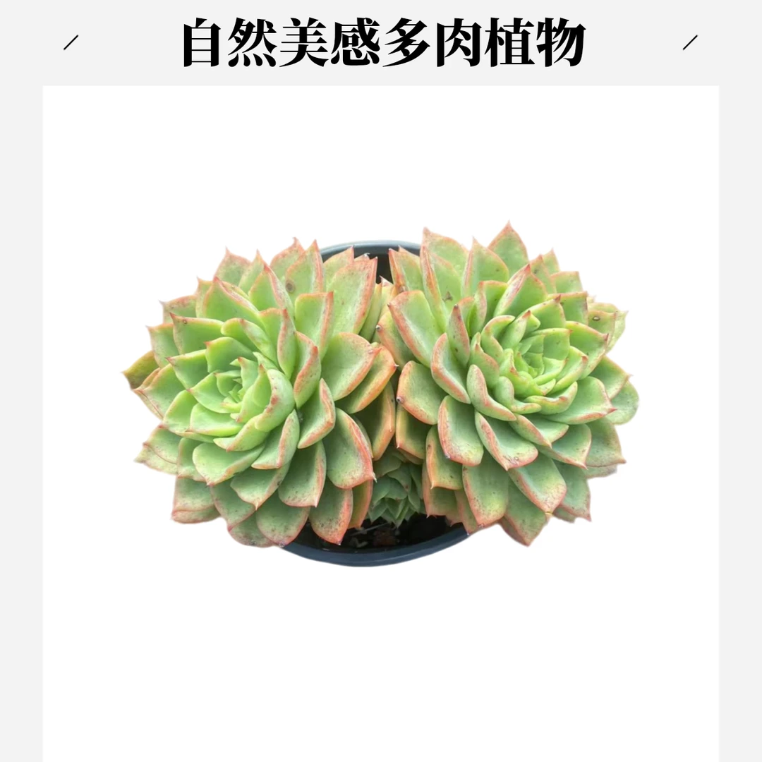 彪哥贝拉多纳肉植多肉植物室内习志野多肉植物盆栽仙人球盆栽玉露