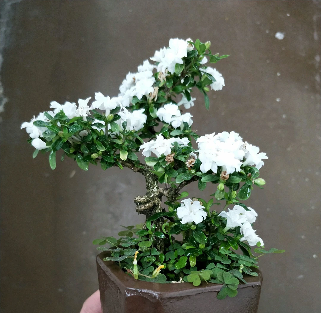 金边六月雪  龙井老桩石菖蒲 土培种植高度