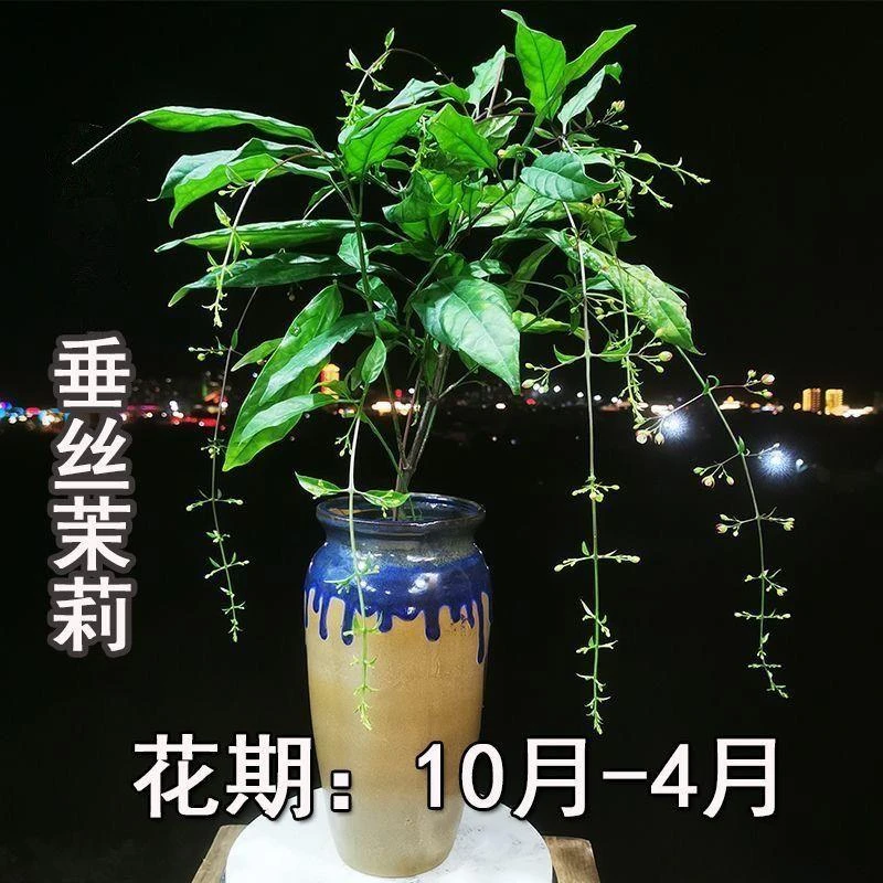 【包队版】正品垂丝茉莉带花苞花卉盆栽四季老桩大苗办公室内绿植