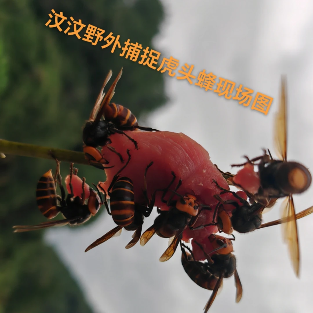 野生鲜活泡中华金环虎头蜂黄尾土蜂泡酒材料老蜂注意是100个