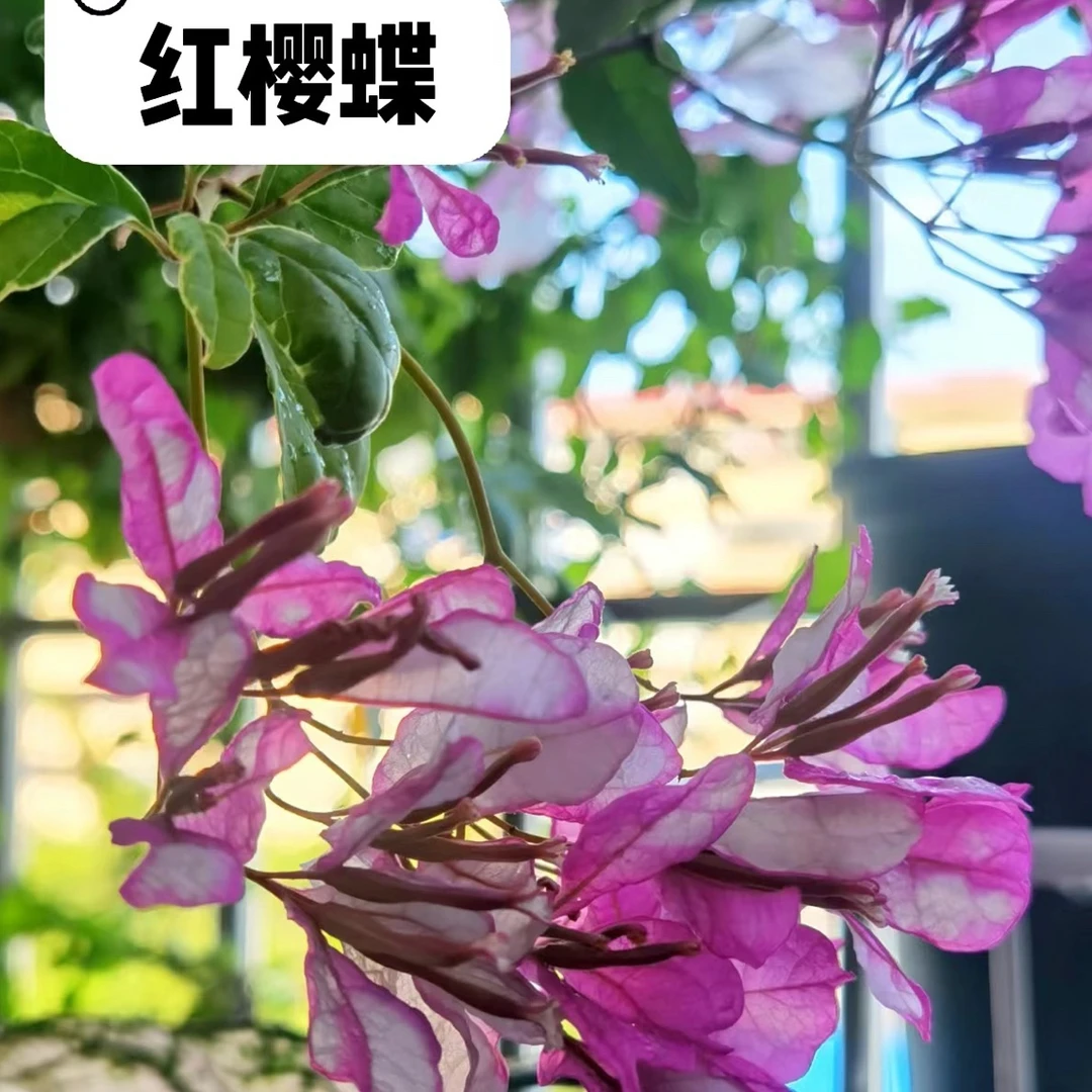 【红樱蝶】三角梅四季开花可爬藤好养勤花不带花