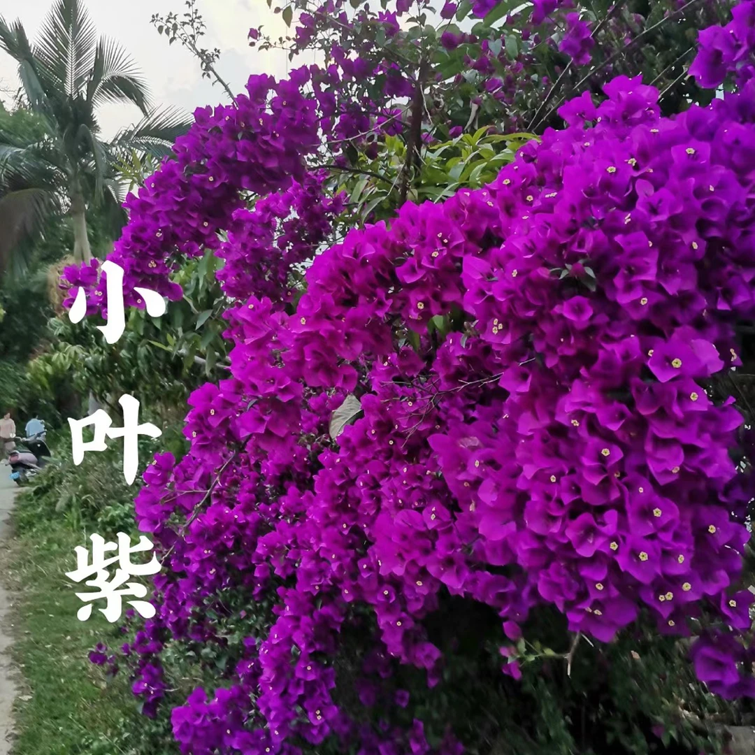云南紫三角梅四季开花庭院阳台爬藤绿植（不带花不带盆）
