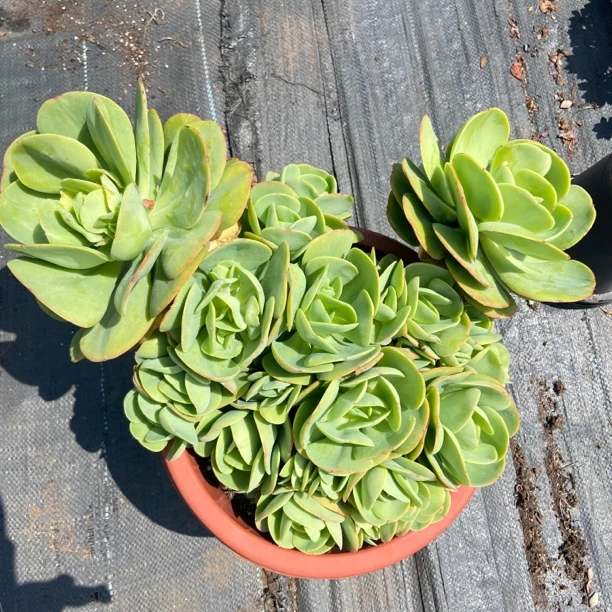 精品多肉   鸡蛋碧桃