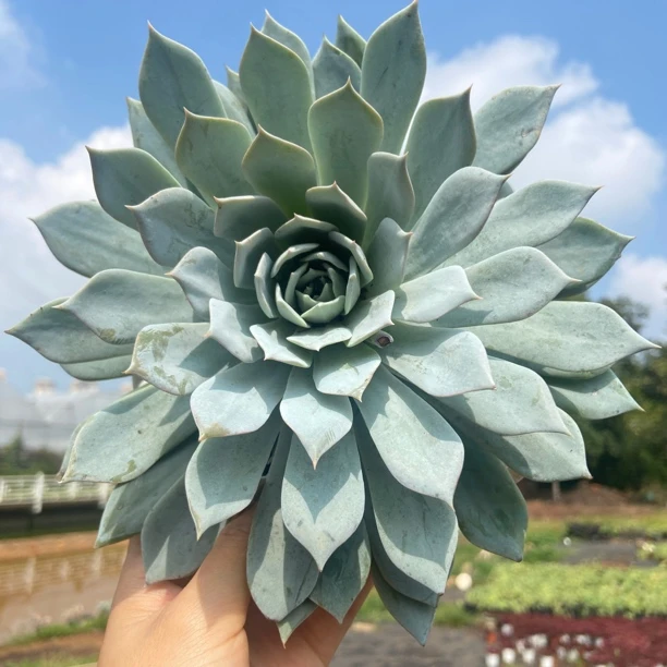 晨露多肉  粉蓝鸟