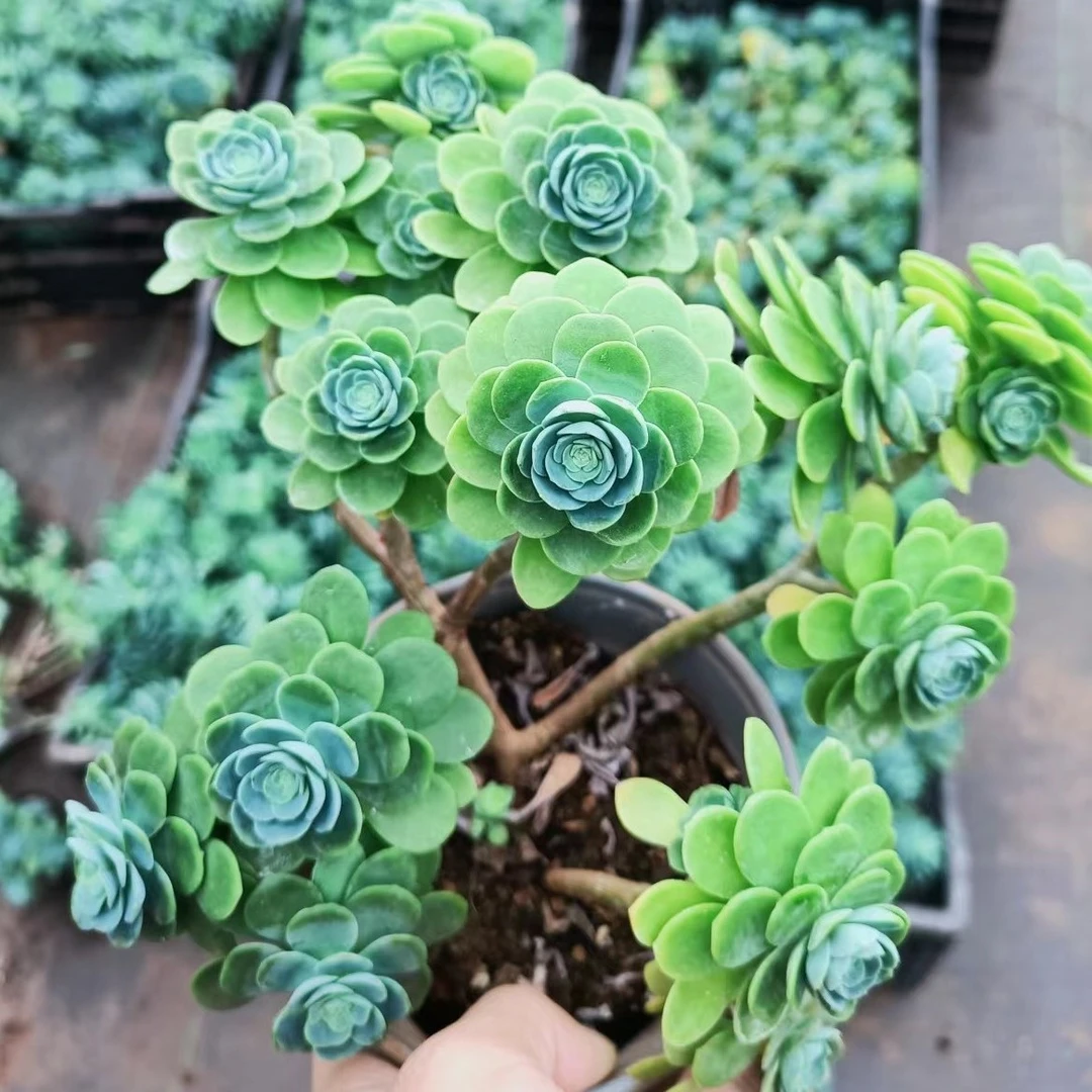 晨露多肉 圆叶薄化妆黄盆两颗