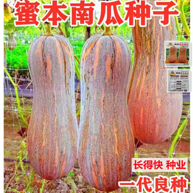 早栗蜜本南瓜种子粉面蜜本甜南瓜早熟耐贮运四季蔬菜种籽
