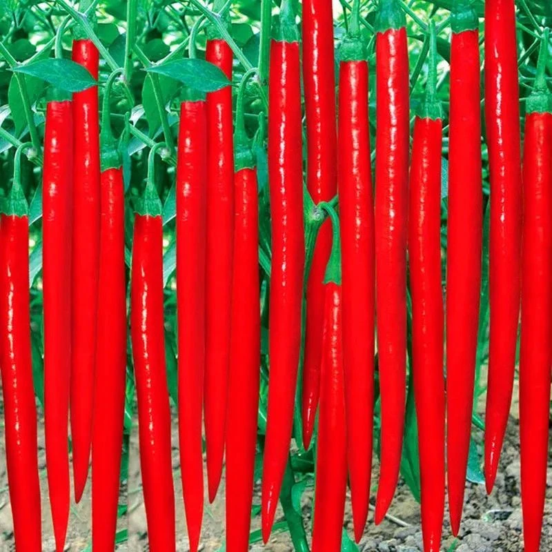 辣椒种子四季朝天椒螺丝椒薄皮青椒线椒种子庭院盆栽蔬菜种籽