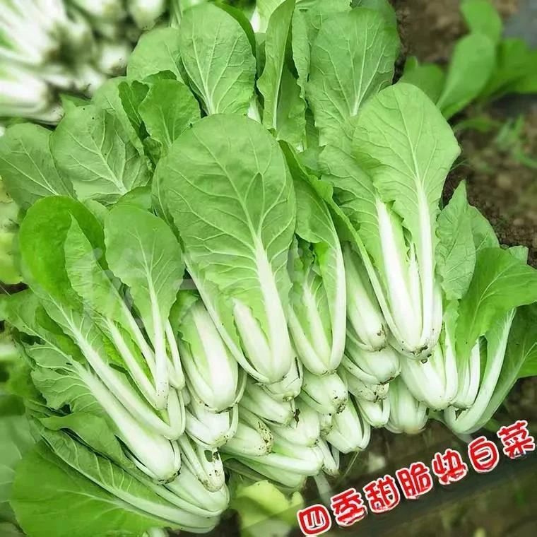奶油小白菜四季蔬菜早熟小青菜阳台盆栽耐热速生快菜