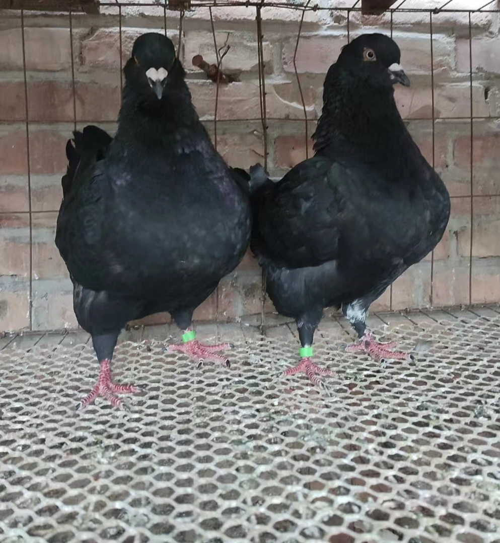鸽子一对鸽子笼鸽子粮