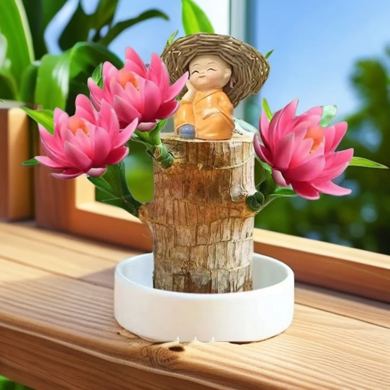 水培基地直销巴西木带芽易养活客厅阳台办公室懒人好养开花绿植盆