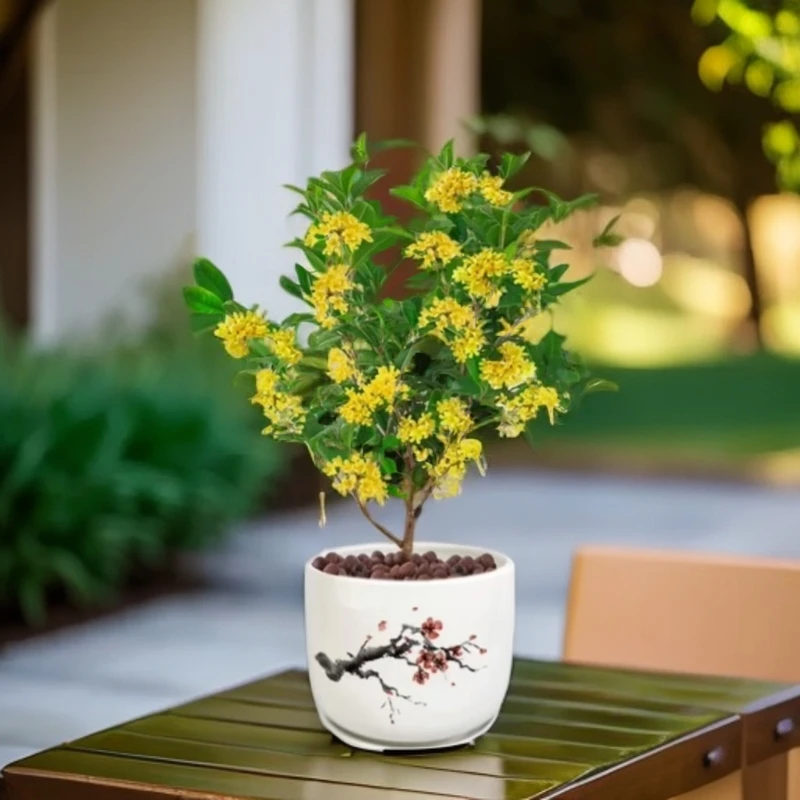 四季桂【基地直销优质四季桂花树苗】盆栽家居室内阳台庭院浓香型