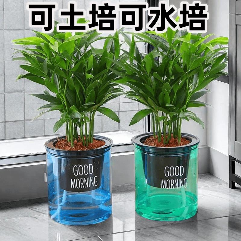 驱蚊竹柏花卉办公室内水养防蚊植物好养易活客厅水培绿植盆景正宗