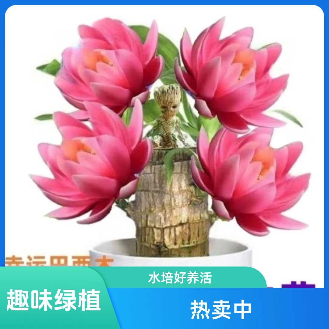 【带芽巴西木】开花【基地直销】正宗水培好养活绿植盆栽小和尚