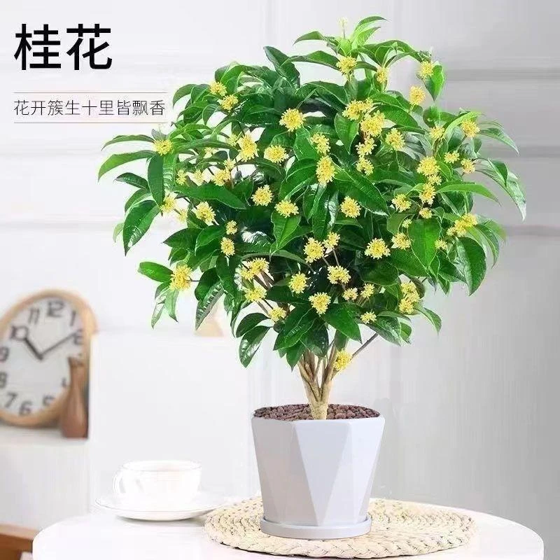 高档绿植不带盆四季桂花花卉阳台庭院室内开花金桂浓香绿植物好养