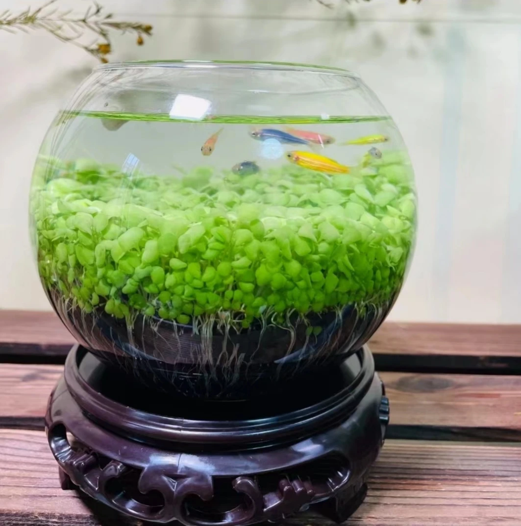 桌面微景观生态水草缸小弥勒款春夏季种植1512小型玻璃材质水培