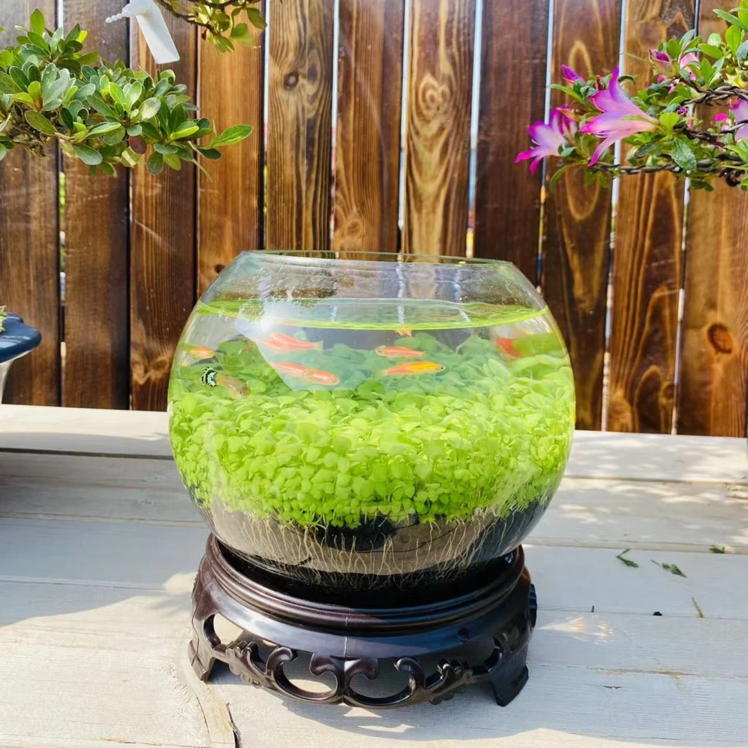 生态水草缸微景观20*15升级款大弥勒高透玻璃鱼缸家用小型鱼缸