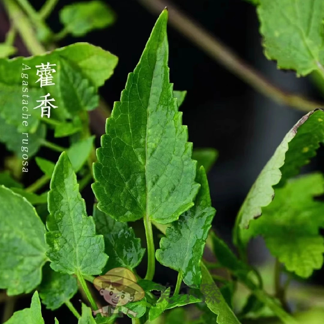 猫把蒿种子猫把蒿野苏子籽东北把蒿籽种子把蒿籽籽把篙野苏子藿香