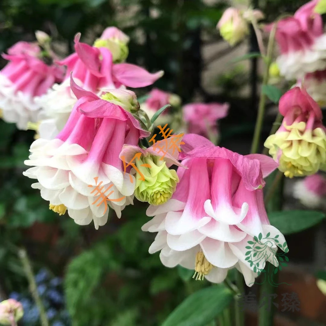 重瓣耧斗菜种子猫爪花多色草本四季冬季种植开花盆栽花种籽子简单