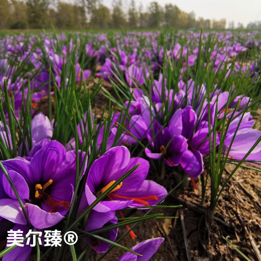 正宗【藏红花种球】多年生种植室内阳台庭院花卉植物耐寒植物中草