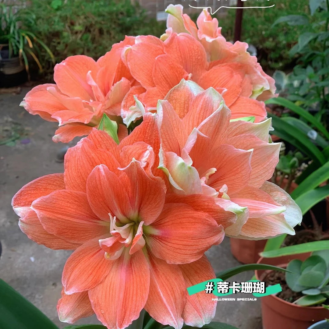 朱顶红  珊瑚之星多规格开花球  球丑偏小介意勿拍