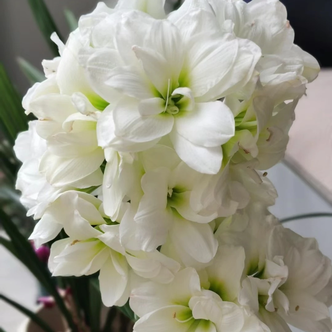 朱顶红 阿拉斯加 7+ 开花球