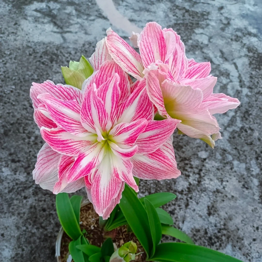 球根花卉 美丽仙女进口开花球24/26