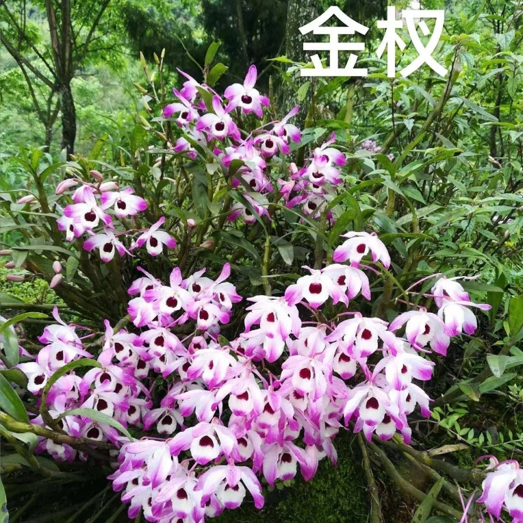 （小孙）金钗 基地新鲜直发